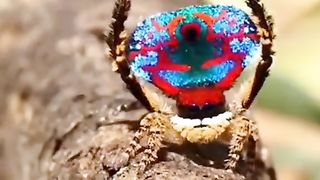 Most beautiful animals