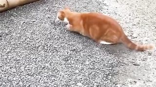 Funny video