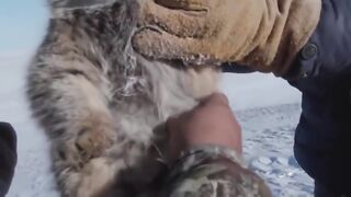 Funny looking pallas cat