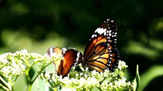 Butterfly metamorphosis
