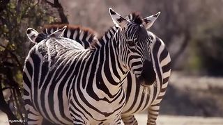 Cute Animals Moments Bird- Hen- Horse- Pig- Elephant- Rooster-... Animals Sounds.