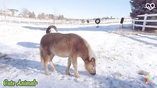 Funny farm animal moments Gaur- Porcupine - Soothing Sounds with Wild Animals for Calm in 4K.