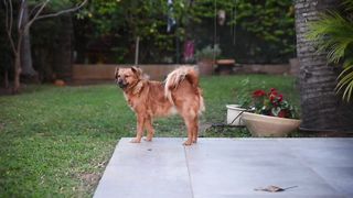 Cute dog playing