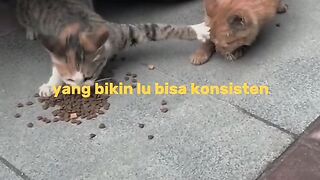 Kompilasi Video Funny quotes random