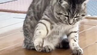 Very funny 55