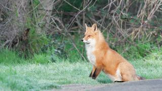 Beautiful fluffy foxes