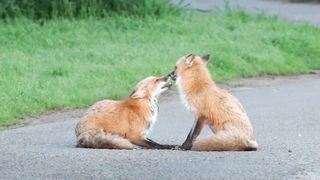 Foxes: To bite, or not to bite, that is the question