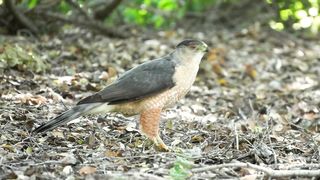 Cooper's Hawk