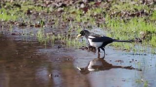 Yellow-billed Magpie