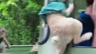 Peter Rabbit Movie Scene / Most world popular Comedy movie peter rabbit