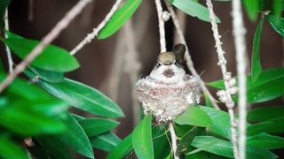 Cute Anna's hummingbird building her nest