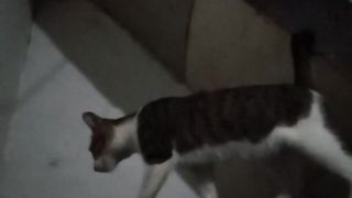 The movement of the cat wants to catch mice in the house