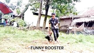di pencak (funny rooster)
