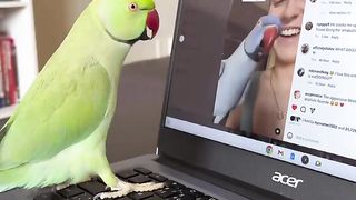 Parrots 5