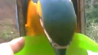 Parrots 6