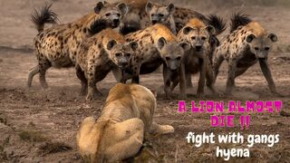 Almost die !!! A pack of hyenas gang up on a lion