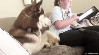 Get a Husky they said, It will be fun????