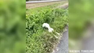 Funniest Husky Videos | Funny and Cute Huskies Compilation | Animal Timeline