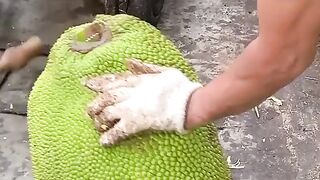 Big jackfruit