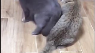 Funny cat video very funny????????