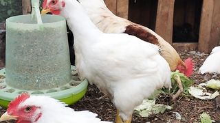 Happy chickens