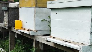 Bees working