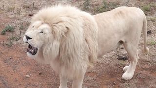 White Lion Roar