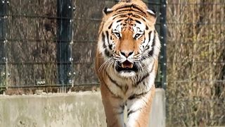 King tiger