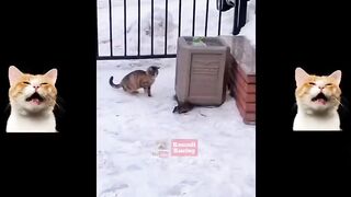 TAHAN TAWA!Kumpulan Vidio Kucing Lucu Bikin ngakak