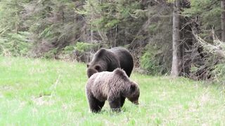 Grizzly Bears Are Dandelion's Worse Nightmare