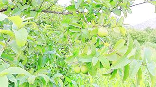 Kohat amrud