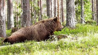 bear….