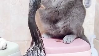 duck vs cat