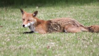 Fox……