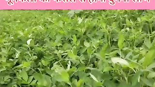 मूंगफली की फसल से होगा दुगना लाभ