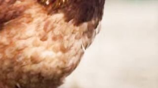 Curiosidades sobre animais