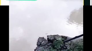 Crocodile disguise
