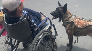 A guide dog helps to push the owner in a wheelchair.