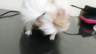 Prettiest Guinea pig with crazy hair