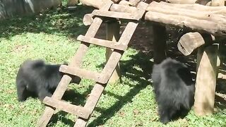 Playing wild bears