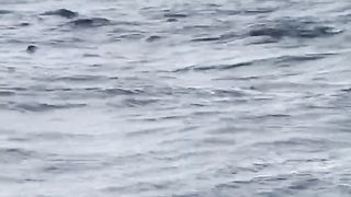 Dolphine dancing