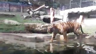 Solo Tiger