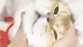 funny animal cat 2