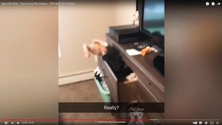 Best Of 2020 - Top Funny Pet Videos - TRY NOT TO LAUGH 22