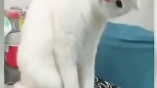 Cat videos| cute cat lovers $kitten #catshorts