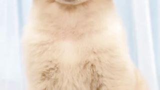 The Top Ten Kinds of Dogs to Keep