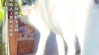 Netizens bask in their pet foxes, as if they bring their own 'flower queen makeup' in the sunlight