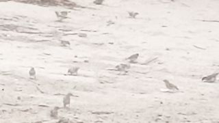 dust bath of sparrows
