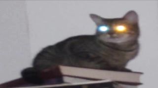 ¿Porquè los ojos de los gatos brillan en la oscuridad?