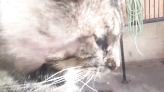 Cómo enseñar a un gato a usar su caja de arena